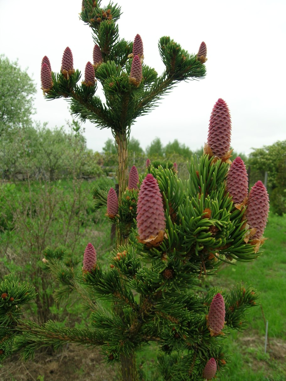 Ель pungens Lucky Strike