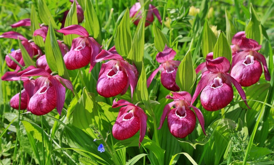 Растение Венерин башмачок