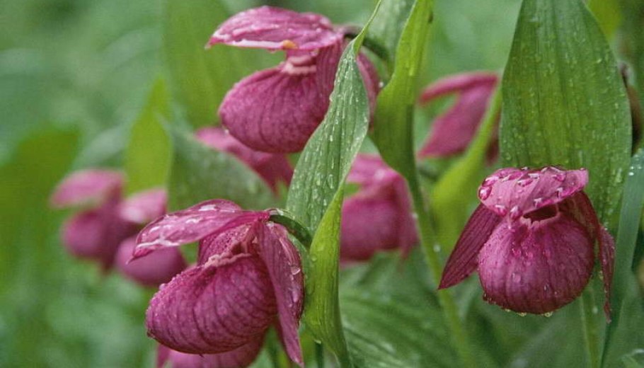 Венерин башмачок Cypripedium calceolus