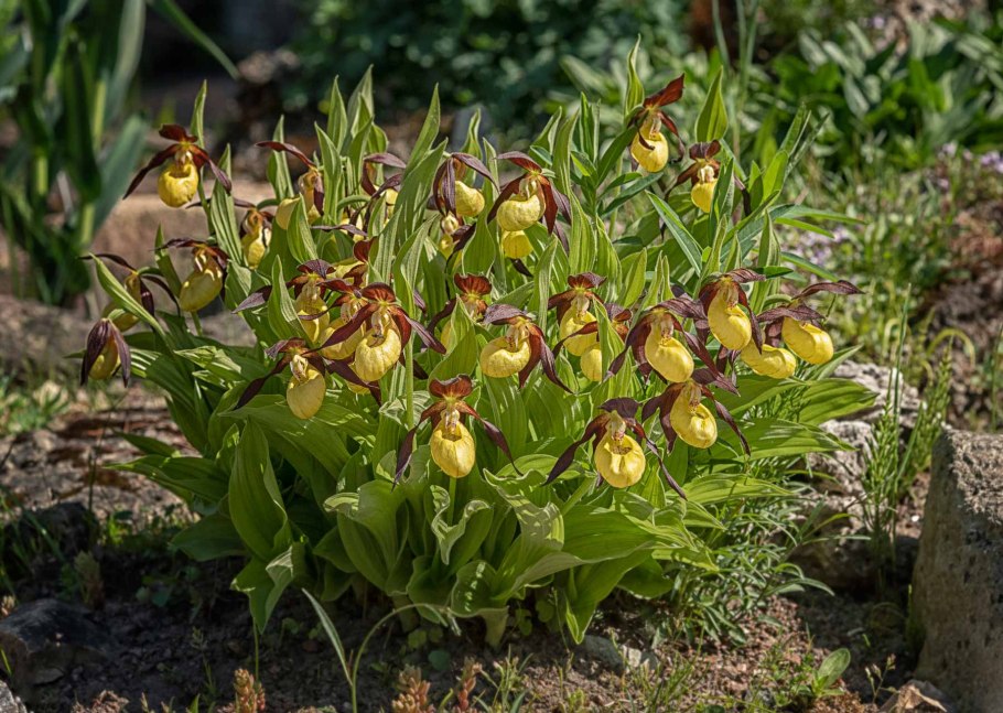 Башмачок настоящий Венерин башмачок