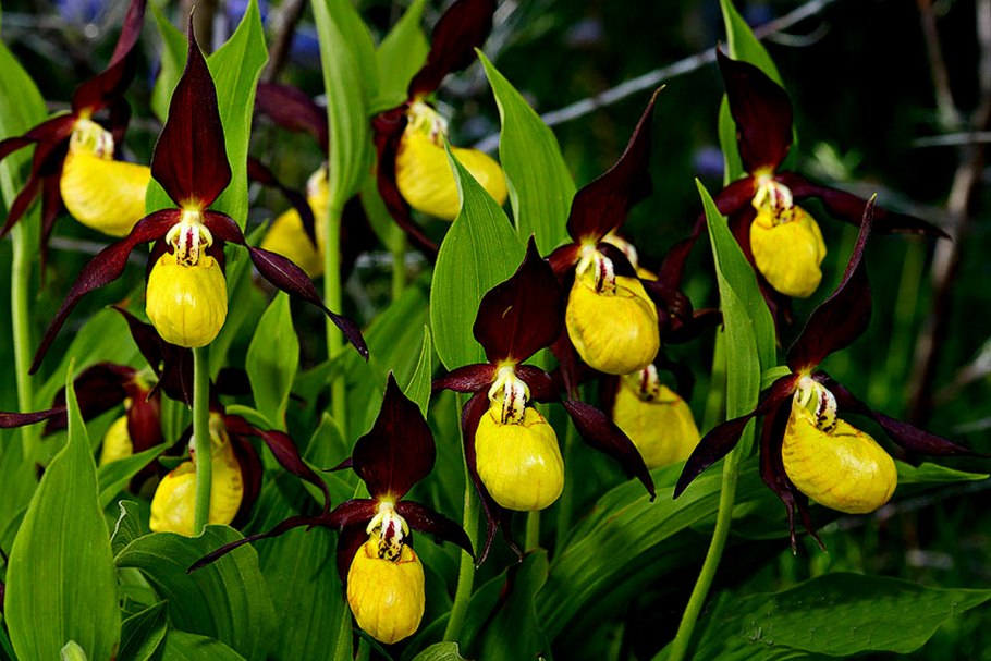 Венерина башмачка