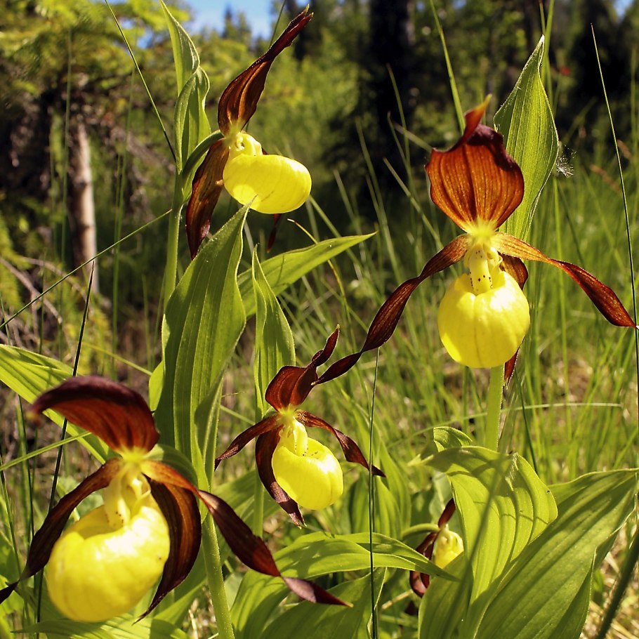 Венерин башмачок настоящий