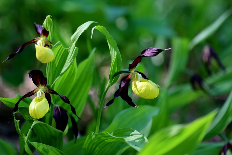 Башмачок венерин