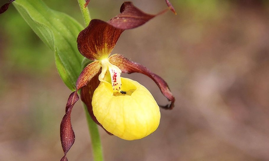 Венерин башмачок орхидея