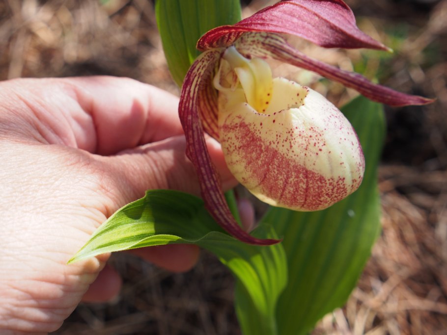 Кукушкин башмачок цветок