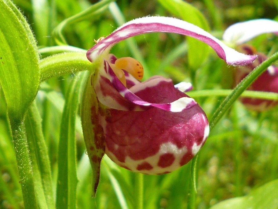 Орхидея башмачок крупноцветковый