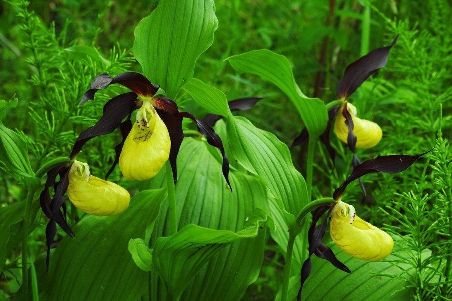 Cypripedium calceolus