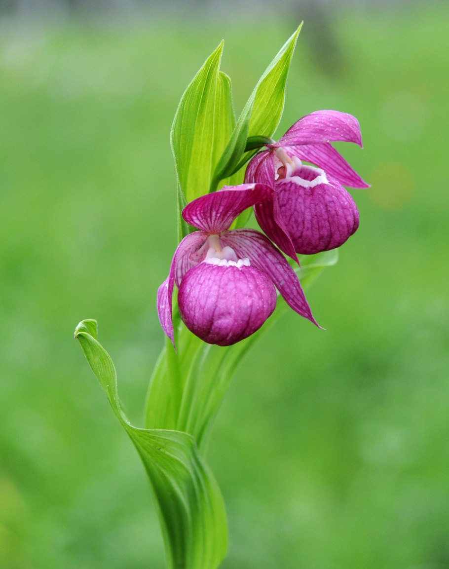 Венерин башмачок