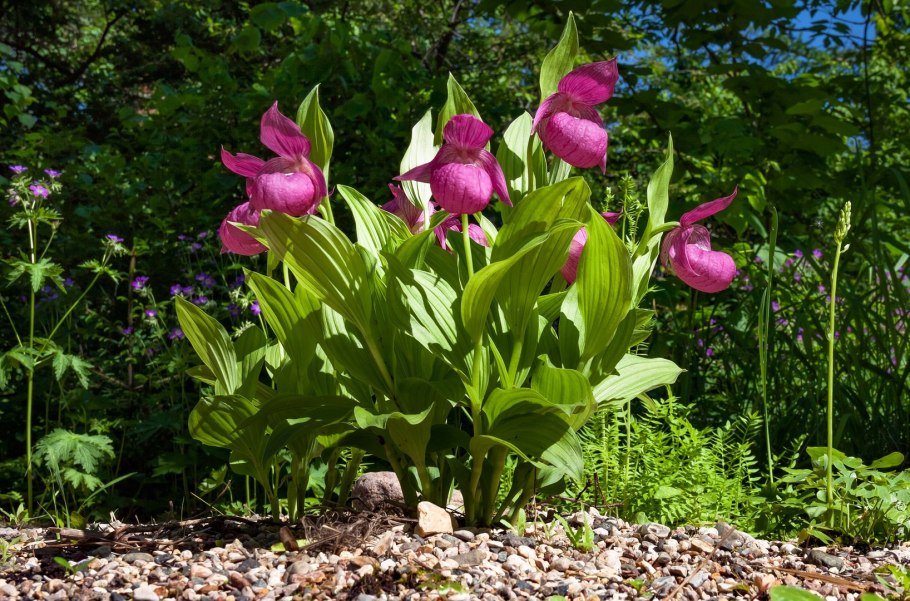 Венерин башмачок Cypripedium calceolus