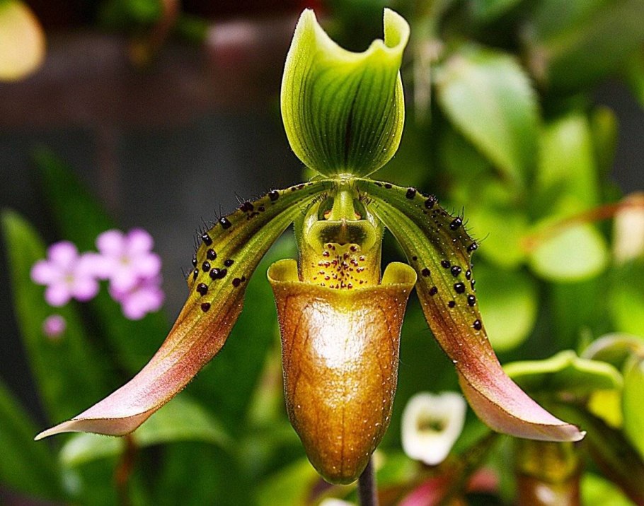 Венерин башмачок