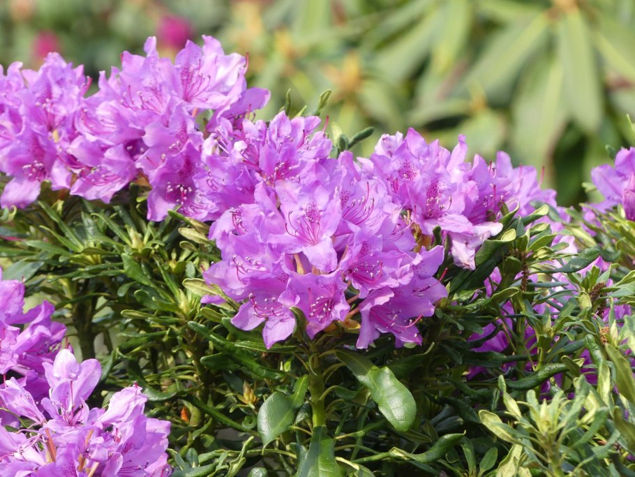 Rhododendron ferrugineum