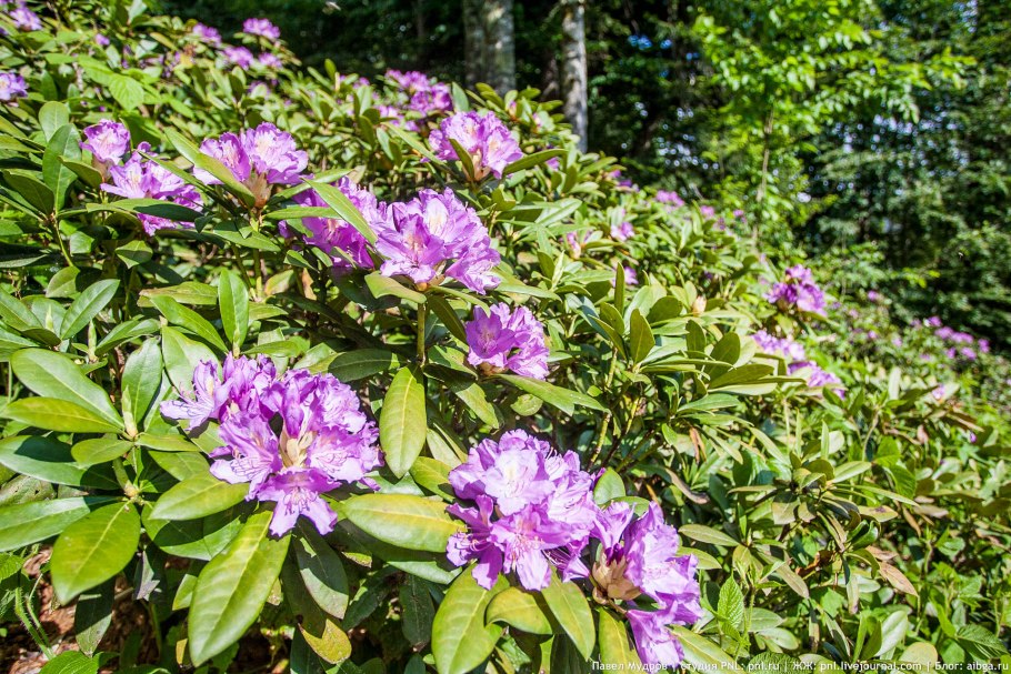 Рододендрон Понтийский Вариегатум