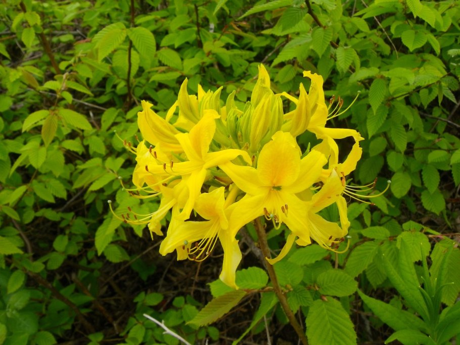 Рододендрон лесной жёлтый кавказский