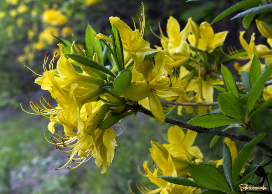 Рододендрон Гразелла