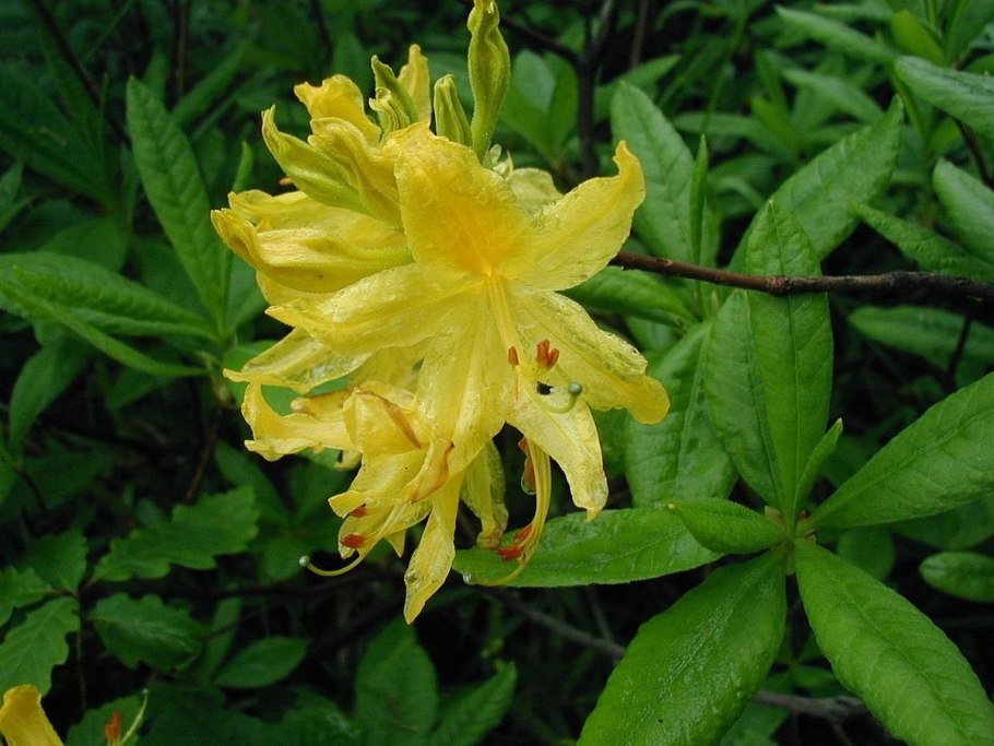 Рододендрон Понтийский Rhododendron ponticum,