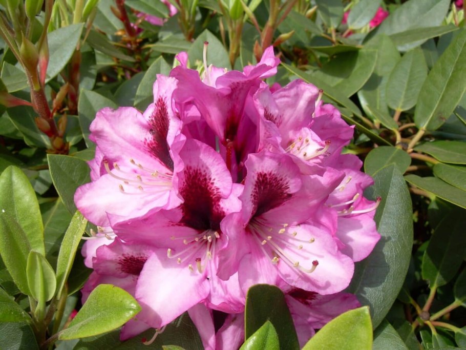 Рододендрон kokardia