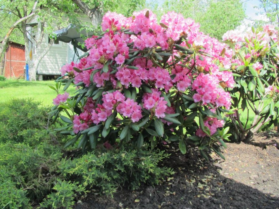 Азалия Понтийская рододендрон