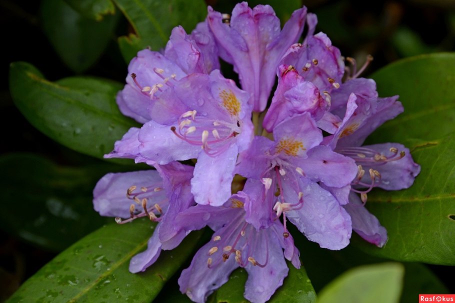 Рододендрон Pont. Variegatum