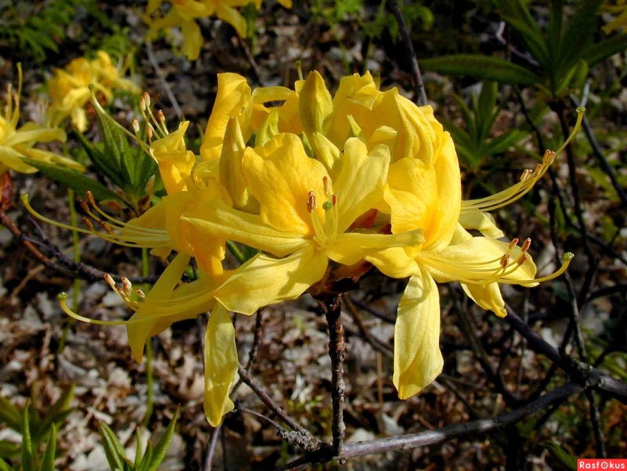 Рододендрон колхидский