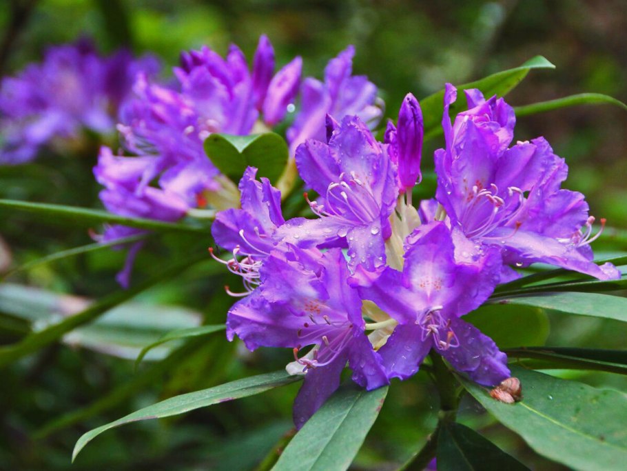 Азалия Понтийская рододендрон