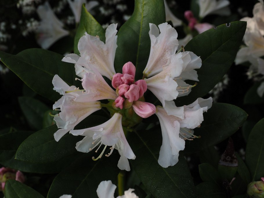 Рододендрон каннингемс уайт