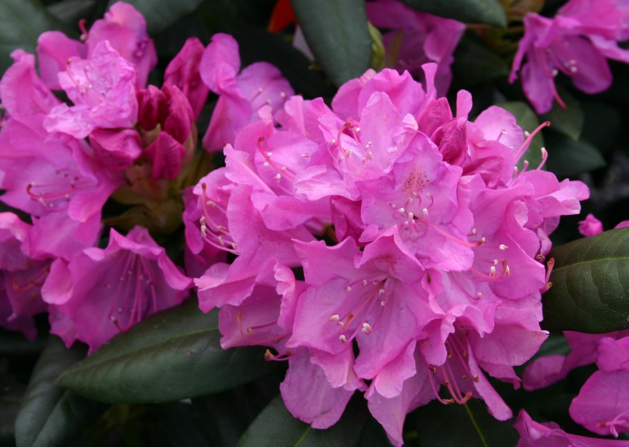 Рододендрон Понтийский — rh. Ponticum