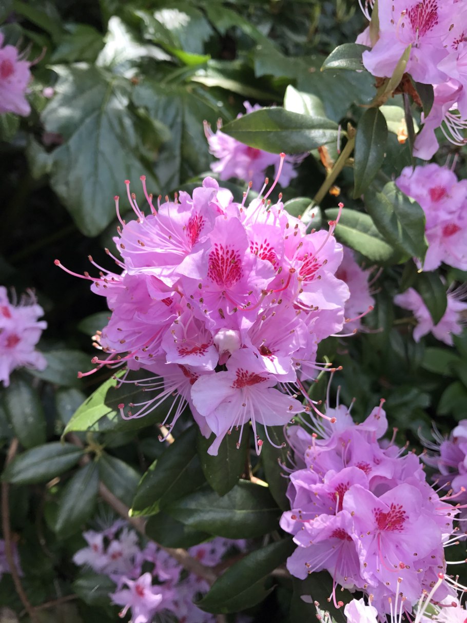 Рододендрон катевбинский грандифлора