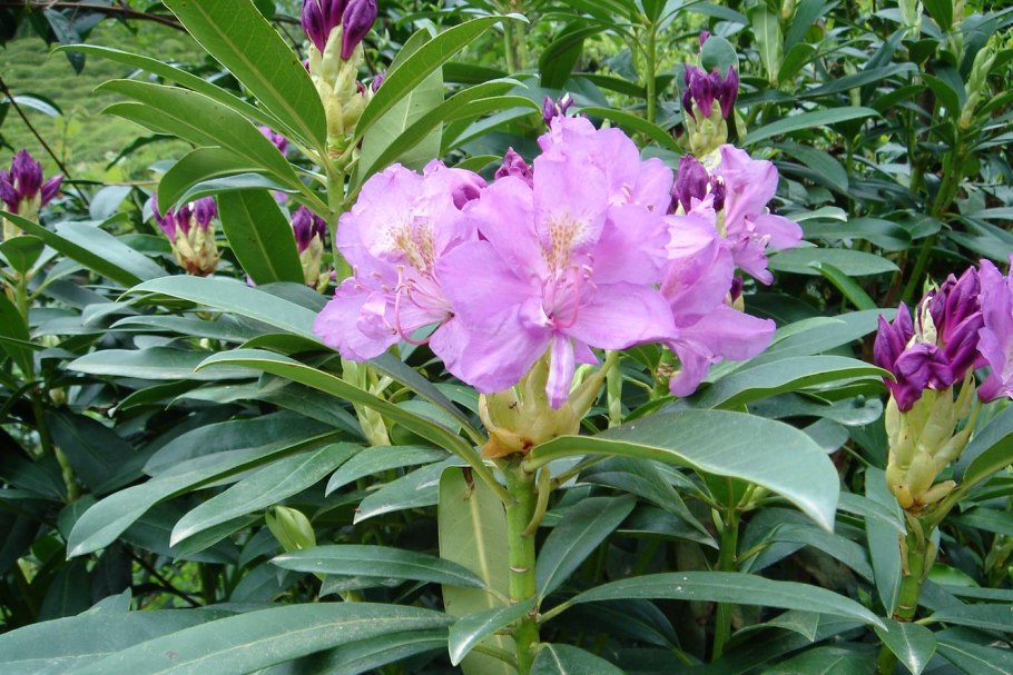 Рододендрон Понтикум