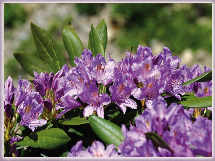 Рододендрон Gristede