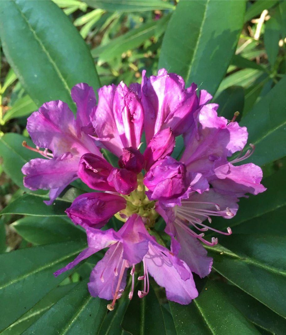 Рододендрон Понтийский желтый