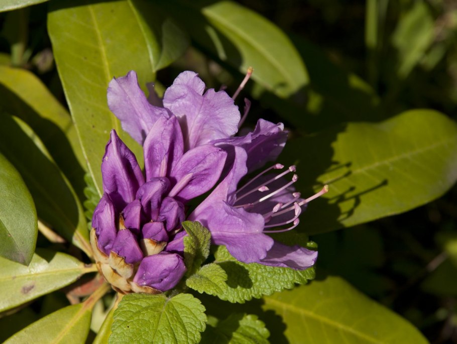 Рододендрон Понтикум