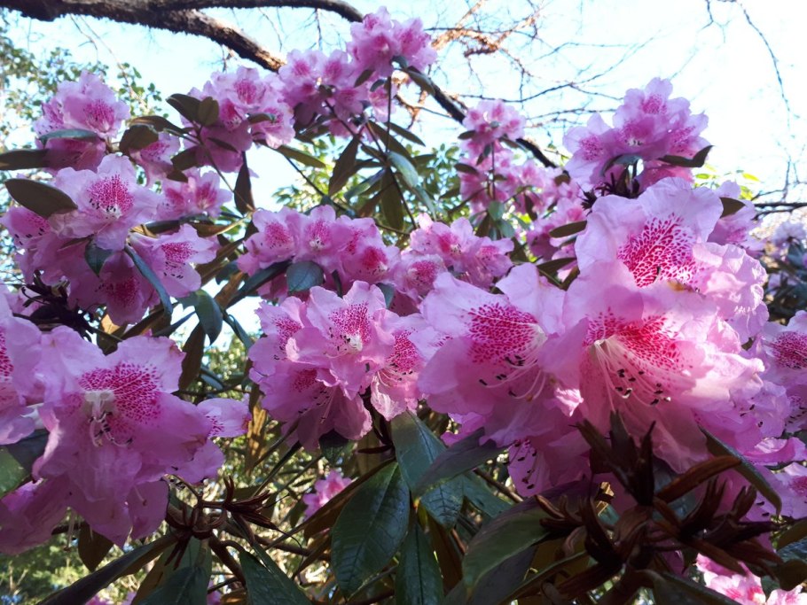 Рододендрон гибридный