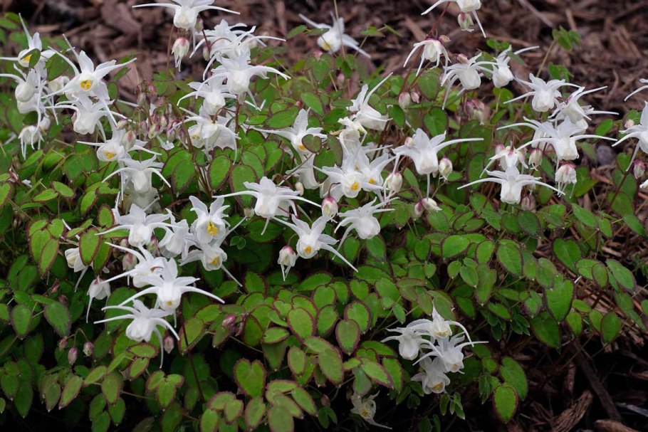 Горянка Нанум крупноцветковая