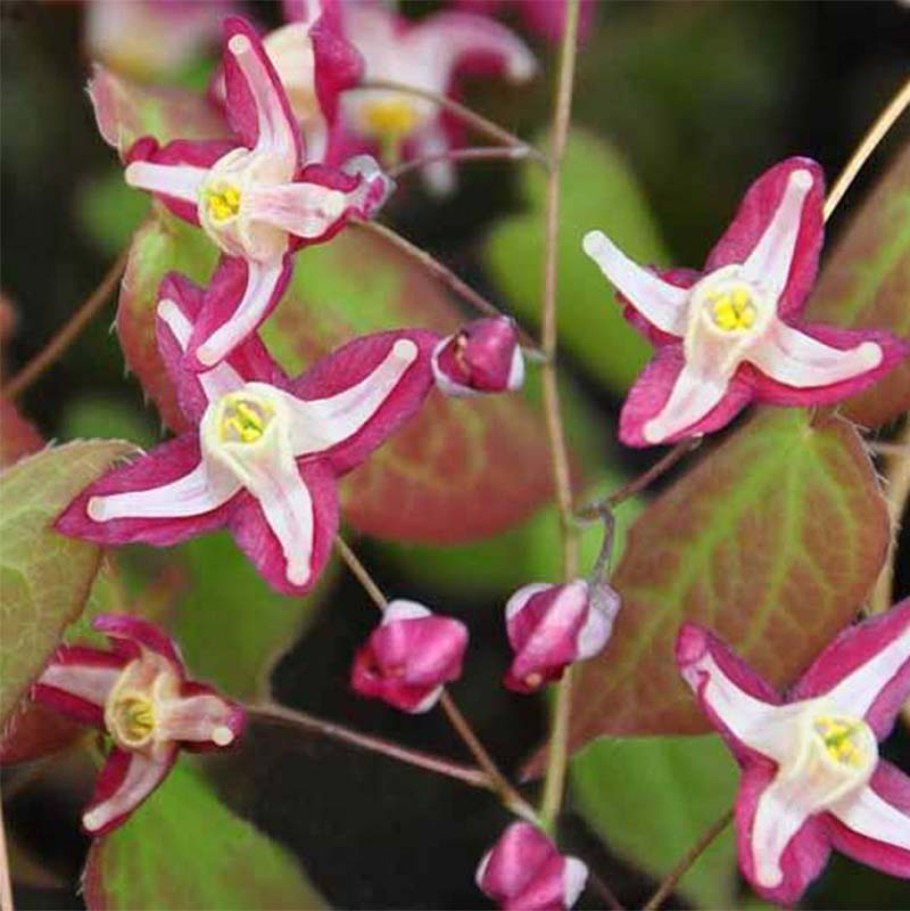 Горянка красная Epimedium rubrum