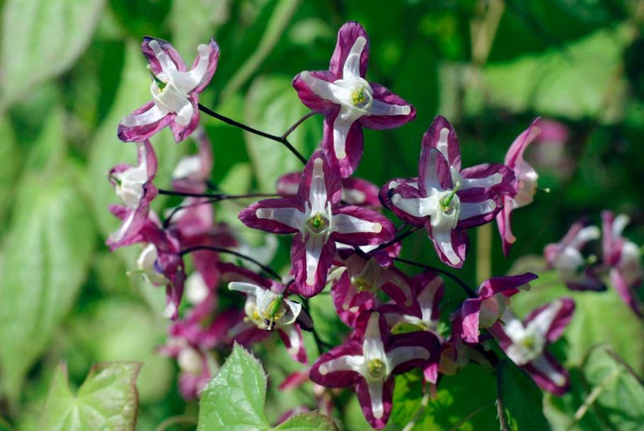 Горянка крупноцветковая Пинк Эльф