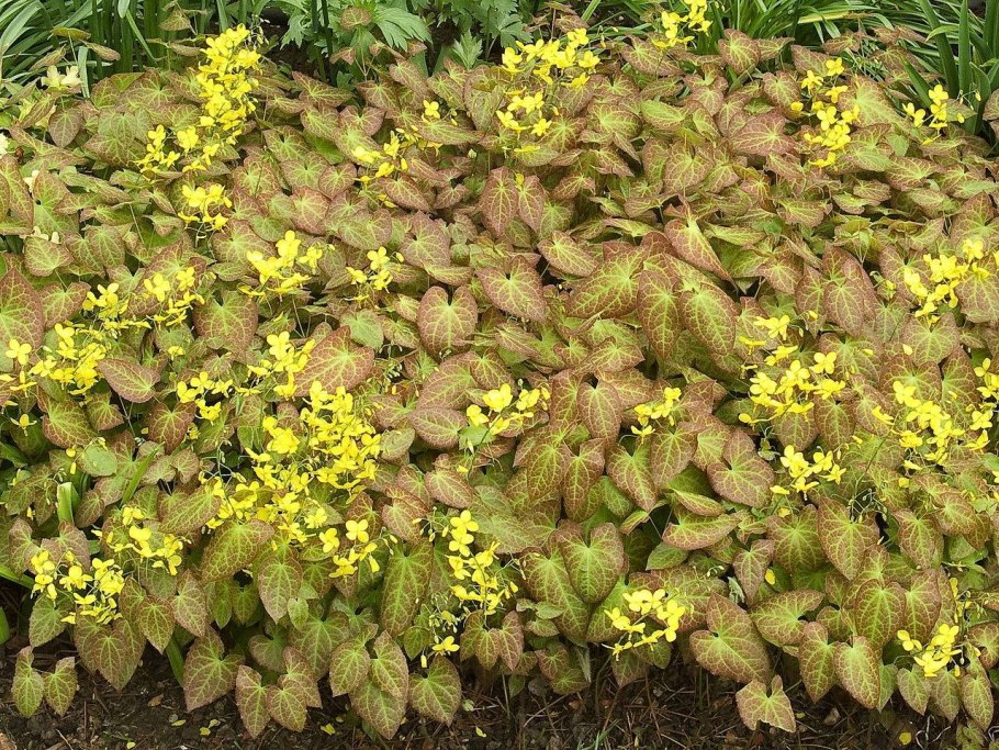 Эпимедиум крупноцветковый