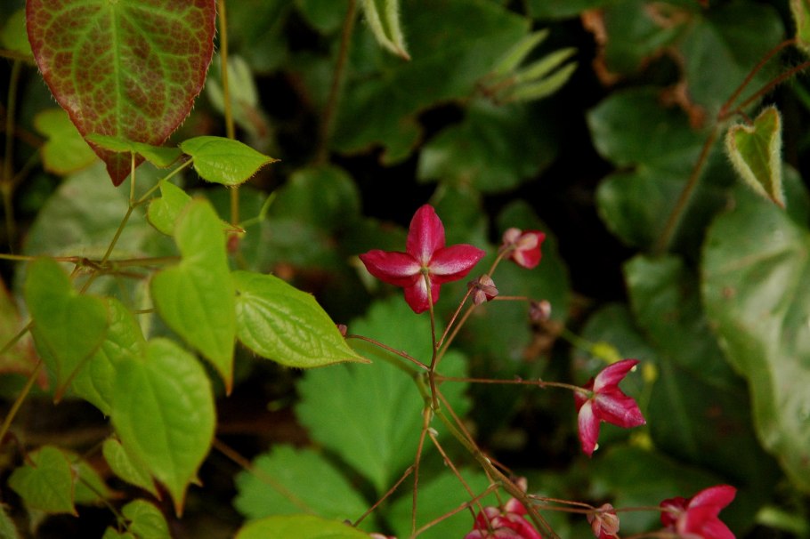 Горянка рубрум