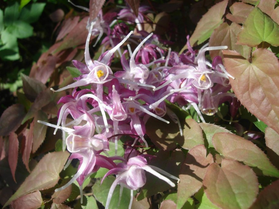 Горянка Сасаки Epimedium Sasaki