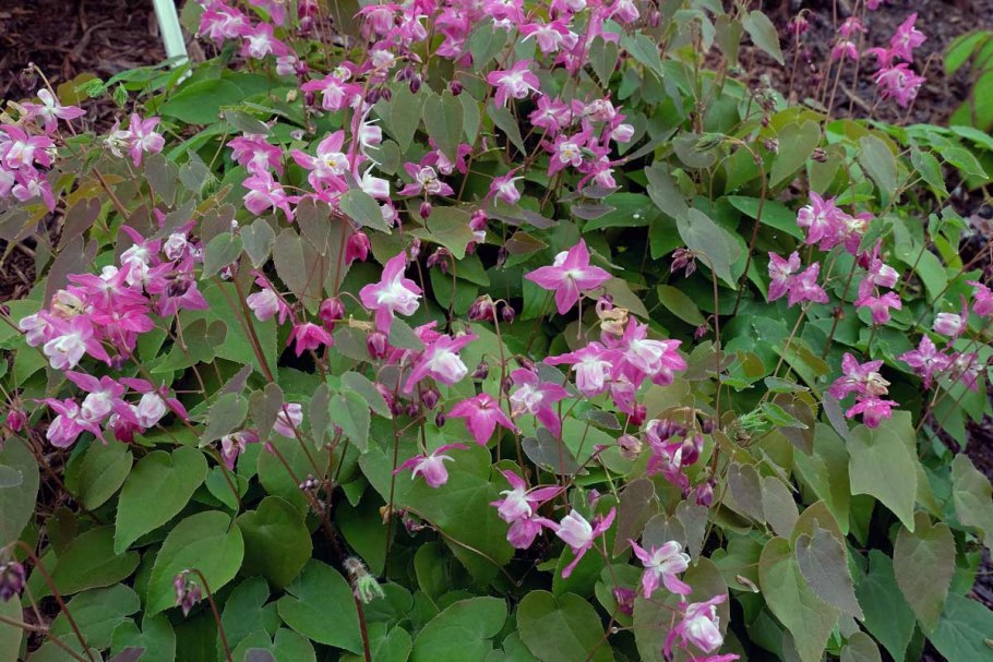 Горянка корейская