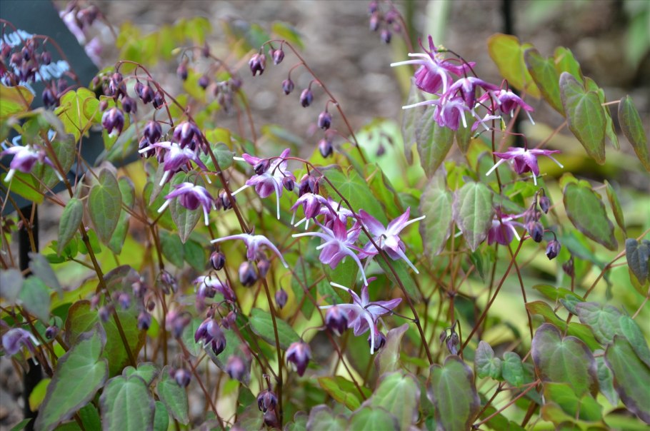 Эпимедиум колхидский