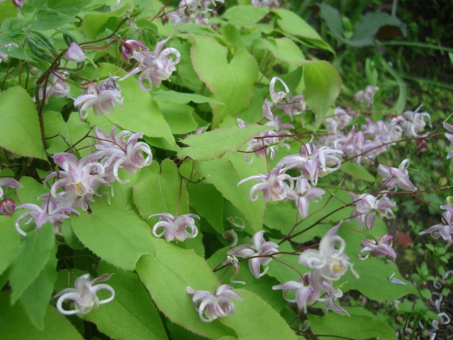 Дайнанте Blue Wonder