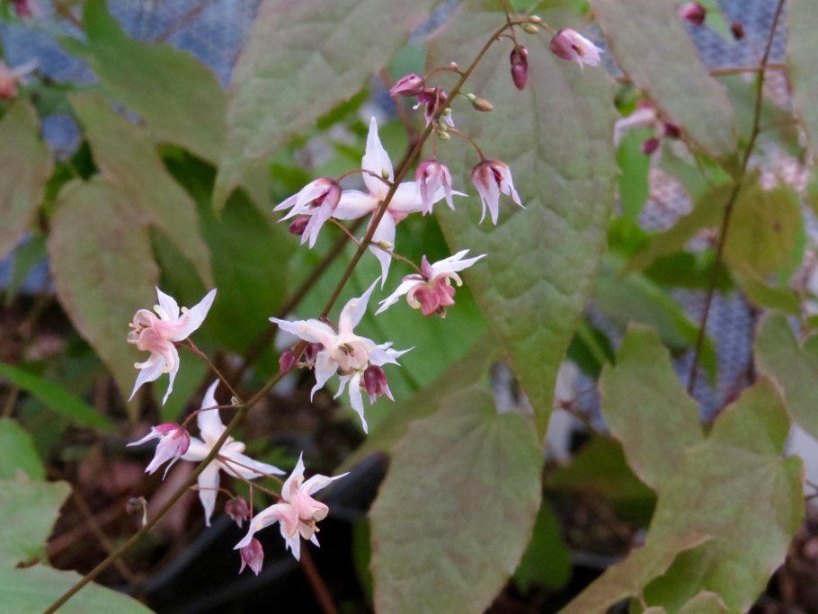 Горянка Asiatic Hybrid