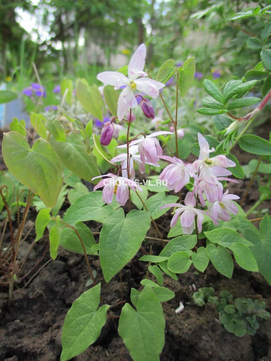 Epimedium youngianum