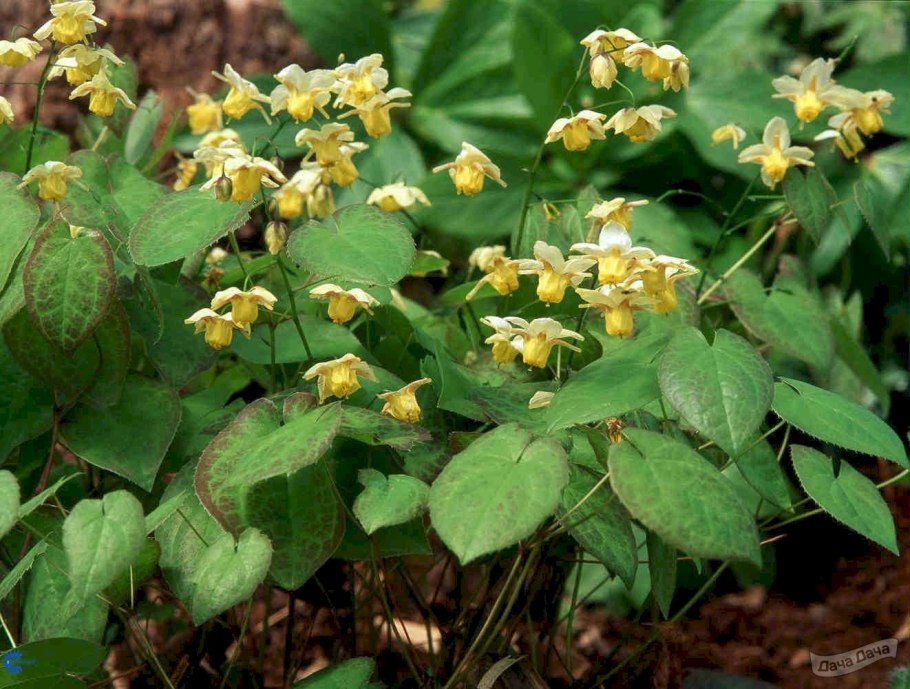 Горянка Сульфуреум