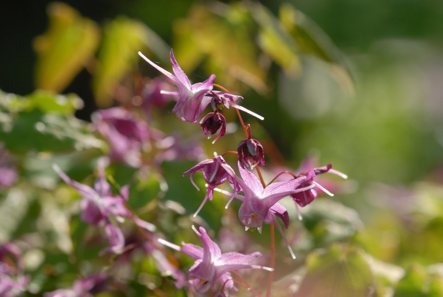 Горянка grandiflorum “Lilafee”