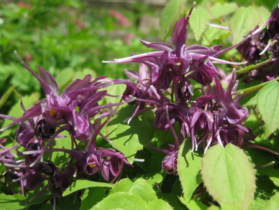 Epimedium pubigerum
