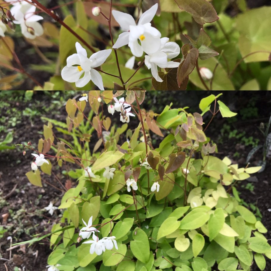 Горянка крупночашечковая