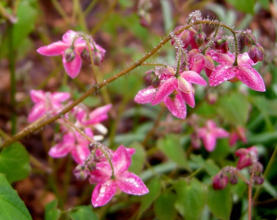 Горянка Рубра