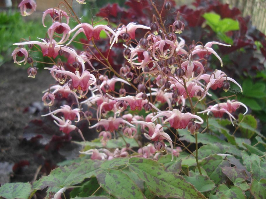 Горянка крупноцветковая красная