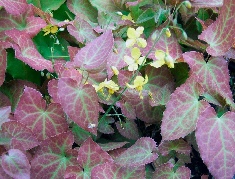 Эпимедиум Перральдери